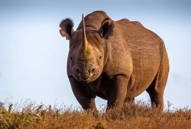 Photo Rhinocéros Noir (Diceros bicornis) #3