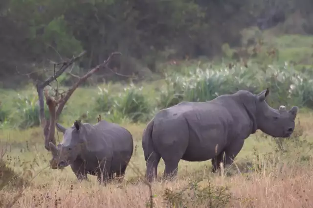 Photo Rhinocéros Noir (Diceros bicornis) #2
