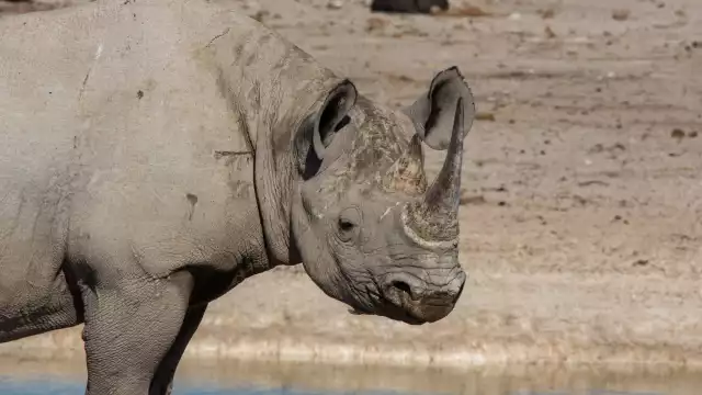 Photo Rhinocéros Noir (Diceros bicornis) #1