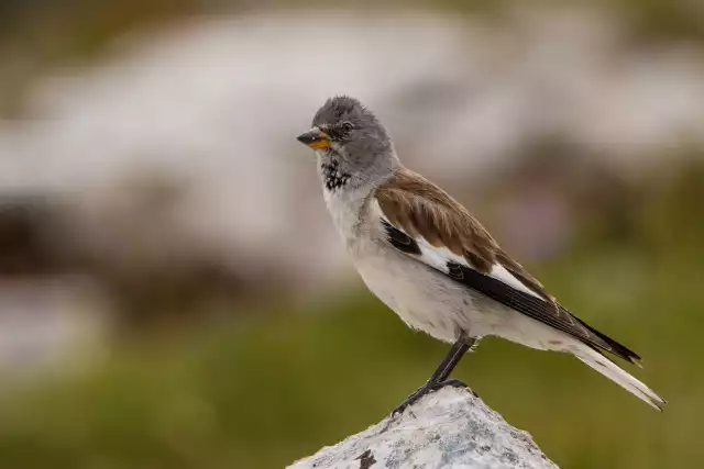 Photo Niverolle alpine (Montifringilla nivalis) #1