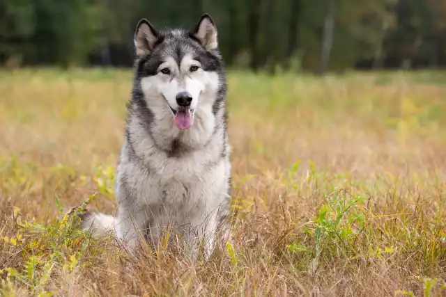 Photo Malamute de l'Alaska #4