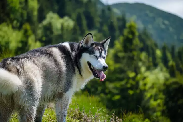 Photo Malamute de l'Alaska #1