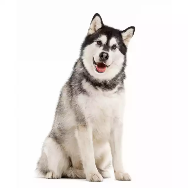 Malamute de l'Alaska