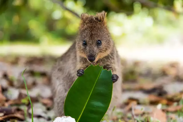 Photo Quokka (Setonix brachyurus) #3