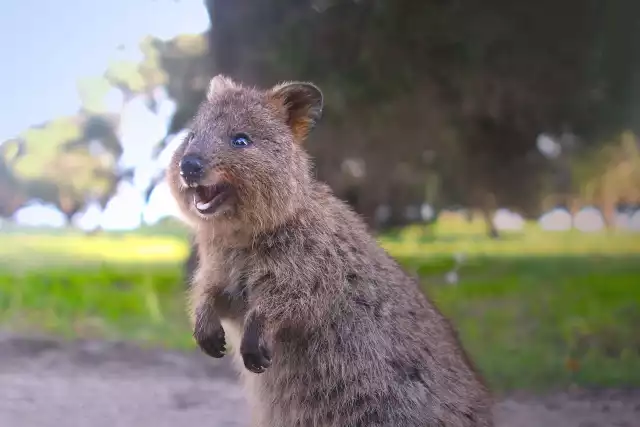 Photo Quokka (Setonix brachyurus) #2
