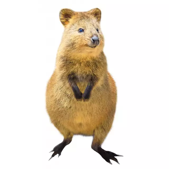 Quokka (Setonix brachyurus)