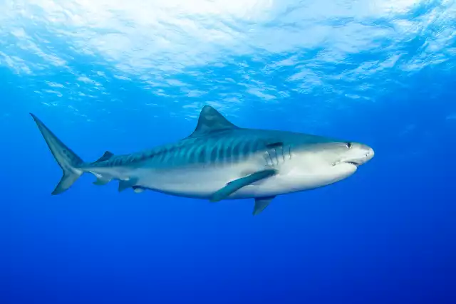 Photo Requin Tigre (Galeocerdo cuvier) #3
