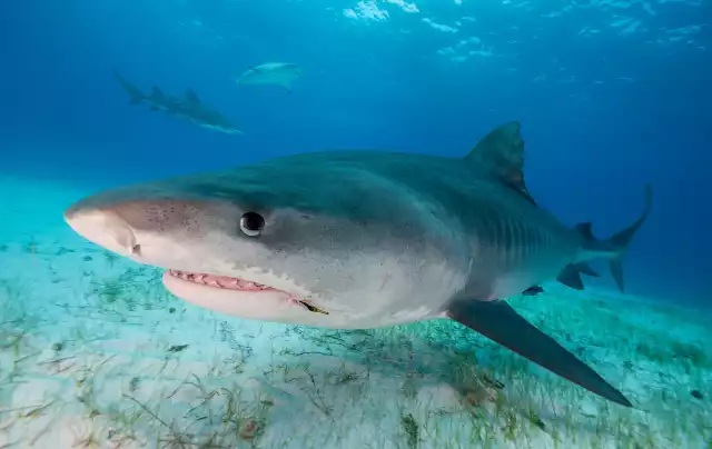 Photo Requin Tigre (Galeocerdo cuvier) #2
