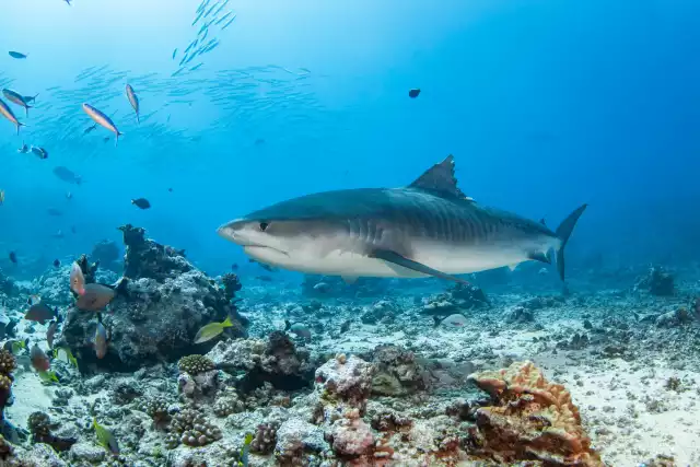 Photo Requin Tigre (Galeocerdo cuvier) #1