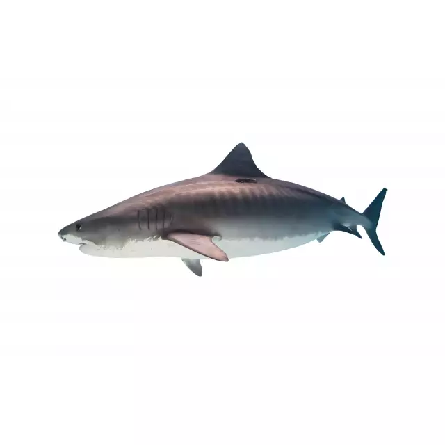 Photo Requin Tigre