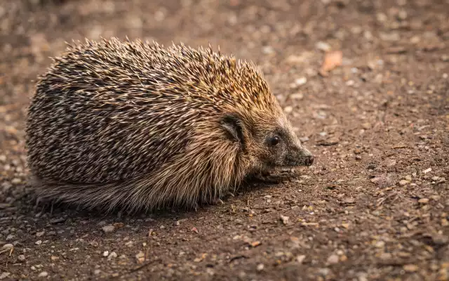 Photo Hérisson Commun (Erinaceus europaeus) #2
