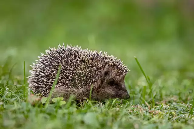 Photo Hérisson Commun (Erinaceus europaeus) #1