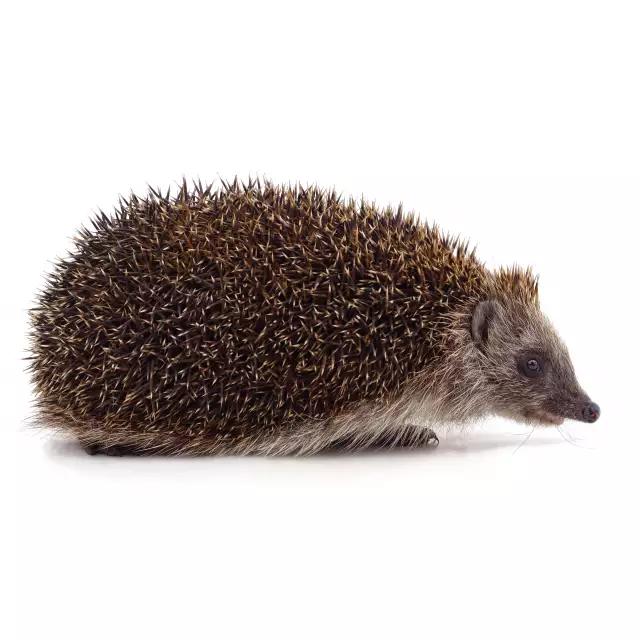Hérisson Commun (Erinaceus europaeus)