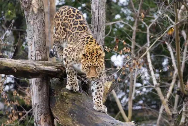 Photo Panthère de l'Amour (Panthera pardus orientalis) #3