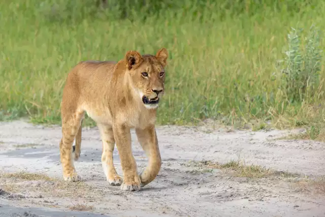 Photo Lion d'Afrique (Panthera leo) #2