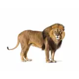 Photo Lion