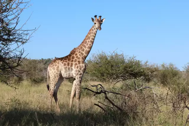 Photo Girafe (Giraffa camelopardalis) #2