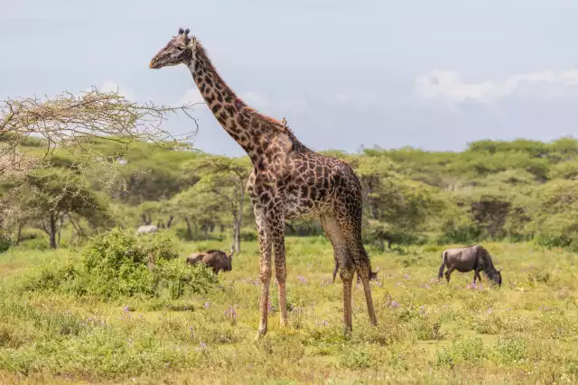 Photo Girafe (Giraffa camelopardalis) #1