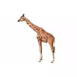 Photo Girafe