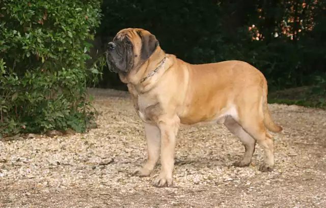 Photo Mastiff #4