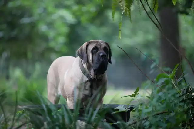 Photo Mastiff #3