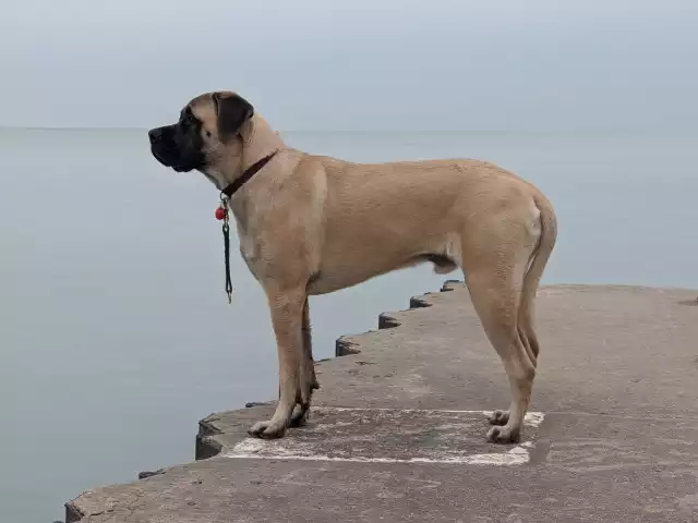 Photo Mastiff #2