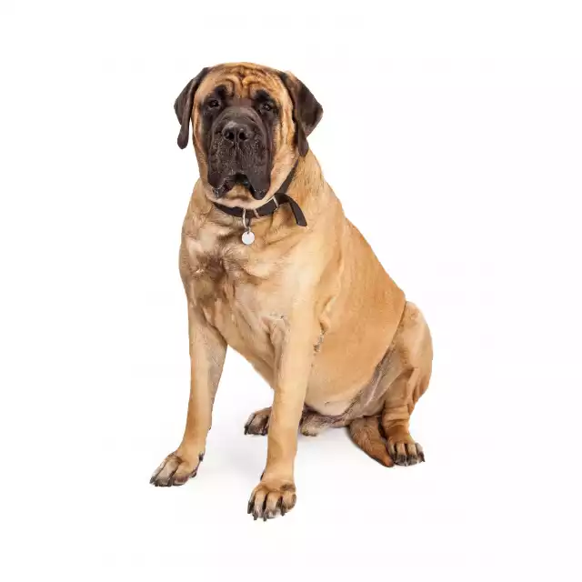 Photo Mastiff