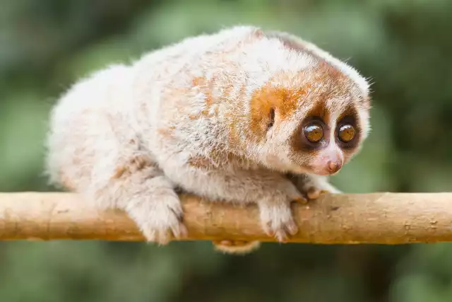 Photo Loris lent (Nycticebus coucang) #3