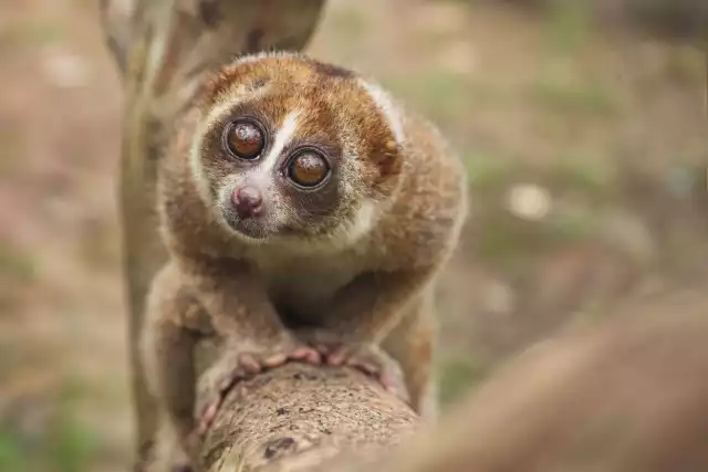 Photo Loris lent (Nycticebus coucang) #2