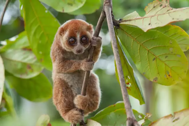 Photo Loris lent (Nycticebus coucang) #1