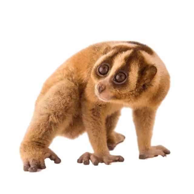 Loris lent (Nycticebus coucang)