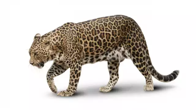 Jaguar