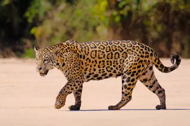Photo Jaguar (Panthera onca) #4