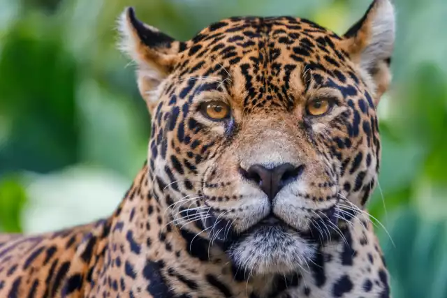 Photo Jaguar (Panthera onca) #3