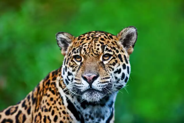 Photo Jaguar (Panthera onca) #2