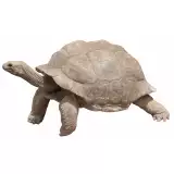 Photo Tortue géante des Galápagos