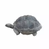 Photo Tortue géante des Seychelles