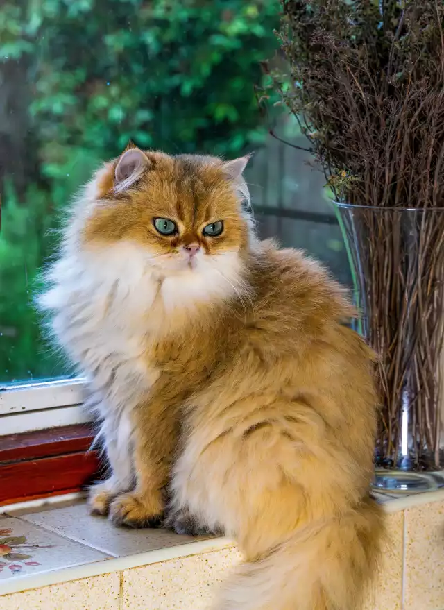 Photo British Longhair #3