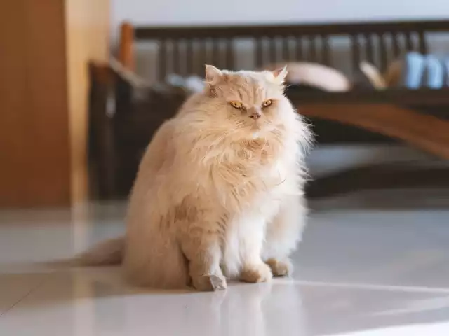 Photo British Longhair #1
