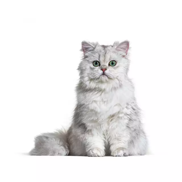 British Longhair