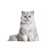Photo British Longhair