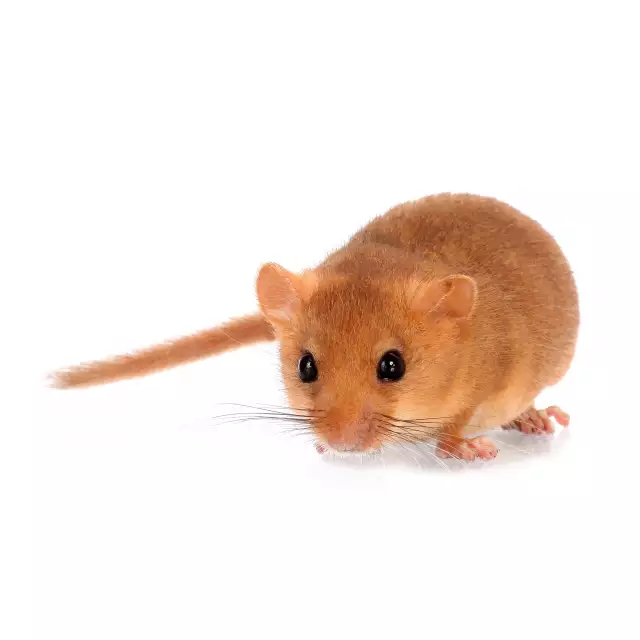 Muscardin (Muscardinus avellanarius)