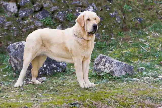 M tin Espagnol Tout Savoir Sur Ce Grand Chien De Garde M tin Espagnol Tout Savoir Sur Ce Grand Chien De Garde