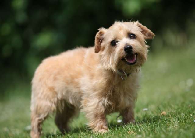 Photo Norfolk Terrier #3