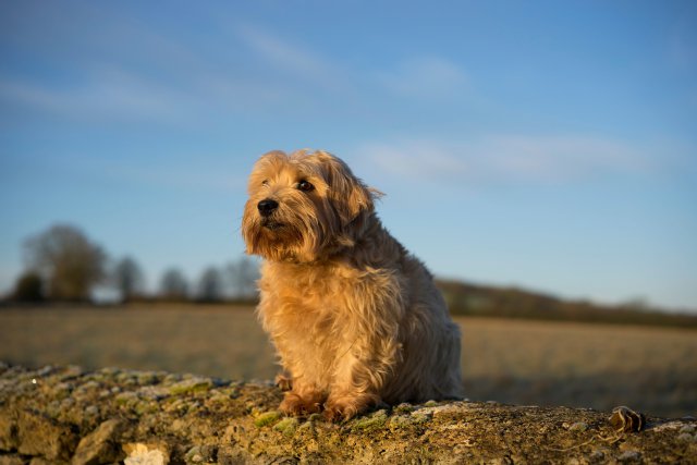 Photo Norfolk Terrier #2