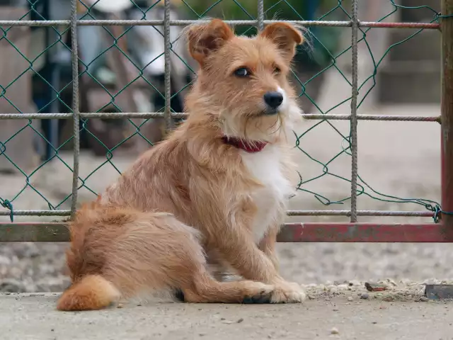 Photo Norfolk Terrier #1