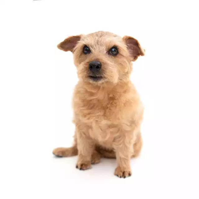 Photo Norfolk Terrier