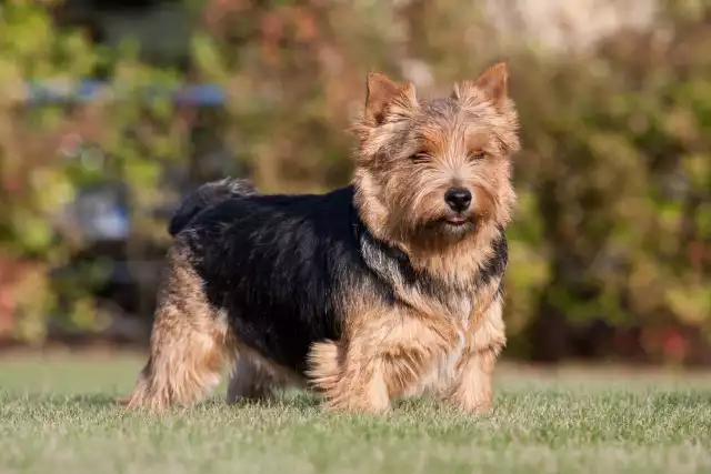 Photo Norwich Terrier #3