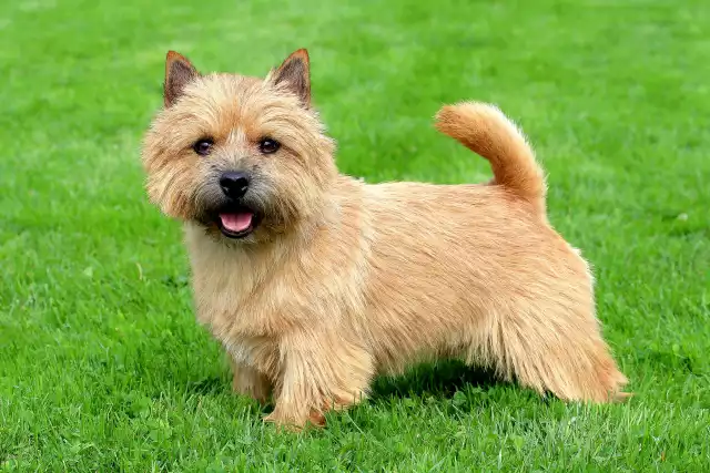 Photo Norwich Terrier #2