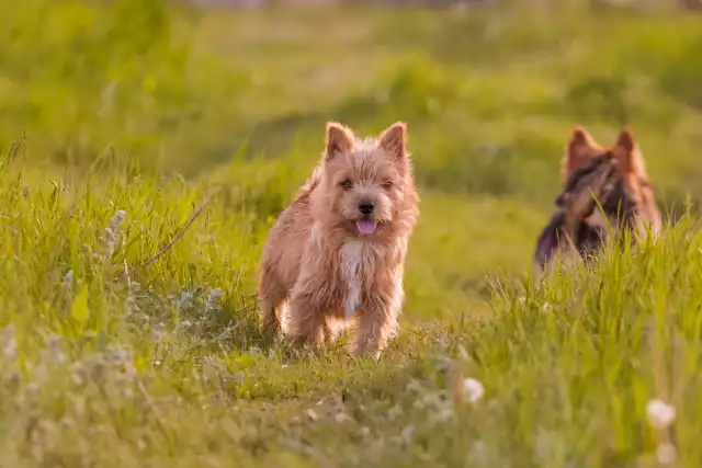 Photo Norwich Terrier #1